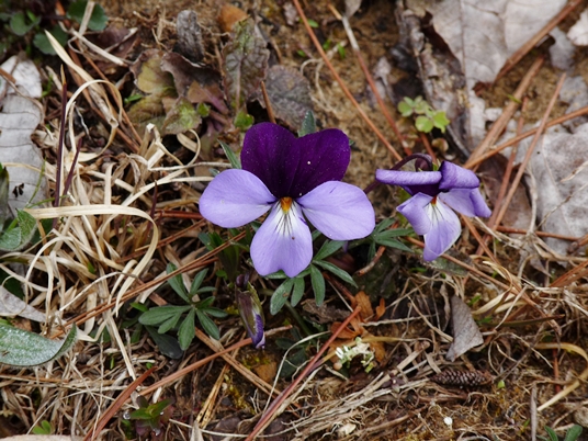 {Viola pedata}